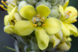 Mullein (Verbascum thapsus)