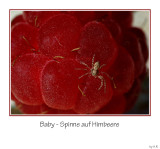 Baby - Spinne auf Himbeere