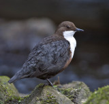 Dipper