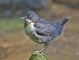 Dipper juvenile