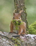 Red Squirrel