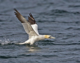 Gannet