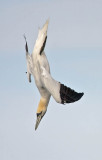 Gannet