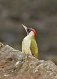 Green Woodpecker