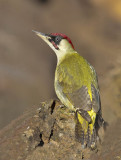 Green Woodpecker