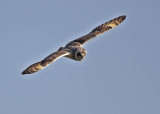 Short-eared Owl Orkney May 2006