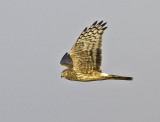 Hen Harrier (female)