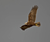 Marsh Harrier (female)