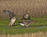 Tundra Bean Geese Crail 16th November 2011