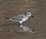 Little Stint