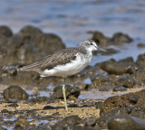 Greenshank