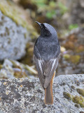 Black Redstart (male)
