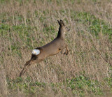 Roe yearling