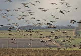 Pink-footed Geese