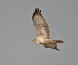 Bonellis Eagle