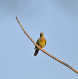 Orange-breasted Pigeon