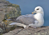 Fulmar