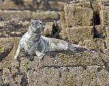 Grey Seal