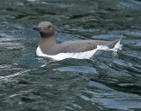 Guillemot