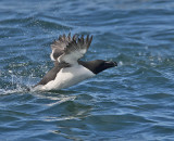 Razorbill