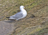 Kittiwake