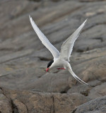 Arctic Tern