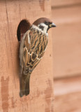 Tree Sparrow Crail