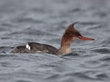 Red-breasted Merganser Balcomie