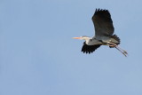 Grey heron Ardea cinerea siva čaplja_MG_1462-11.jpg