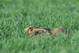 Brown hare Lepus europaeus poljski zajec_MG_9429-111.jpg