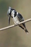 Pied kingfisher Ceryle rudis črnobeli pasat_MG_7571-11.jpg