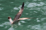 Diving gull_MG_0513-11.jpg