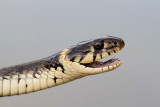 Grass snake Natrix natrix belou�ka_MG_258611.jpg