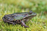 Edible frog Pelophylax (Rana) kl. esculentus zelena aba_MG_1085-11.jpg