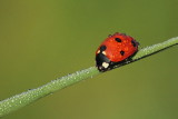 Seven-spotted ladybug Coccinella septempunctata sedempikasta polonica_MG_3260-11.jpg