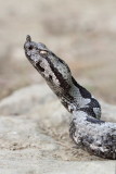 Male of nose-horned viper  modras, samec_MG_2890-11 2.jpg