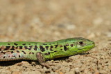 Balkan wall lizard Podarcis tauricus ionica balkanska kuarica_MG_2128-11.jpg