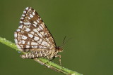 Latticed heath Chiasmia clathrata mreevek_MG_32921-11.jpg