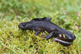 Italian crested newt Triturus carnifex veliki pupek_MG_1072-11.jpg