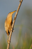 Little bittern Ixobrychus minutus apljica_MG_6869-11.jpg