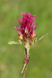 Field cow-wheat Melampyrum arvense poljski rnilec_MG_4476-11.jpg