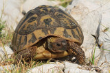 Hermanns tortoise Eurotestudo hermanni hercegovinensis grka elva_MG_6036-11.jpg