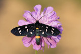 Nine-spotted moth Amata phegea ivanjska ptiica_MG_8891-11.jpg