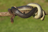 Aesculapian snake Zamenis (Elaphe) longissimus navadni go_MG_9227-11.jpg