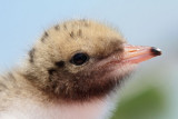 Young common tern Sterna hirundo mladi navadne igre_MG_8172-11.jpg