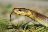 Aesculapian snake Zamenis (Elaphe) longissimus navadni go_MG_9077-11.jpg