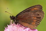 Scotch argus Erebia aethiops gozdni rjavek_MG_9930-11.jpg