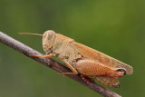 Italian locust Calliptamus italicus laka kobilica_MG_0812-11.jpg
