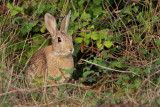 Common rabbit Oryctolagus cuniculus kunec_MG_2190-11.jpg