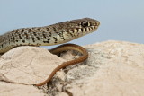 Balkan whip snake Hierophis gemonensis belica_MG_1968-11.jpg